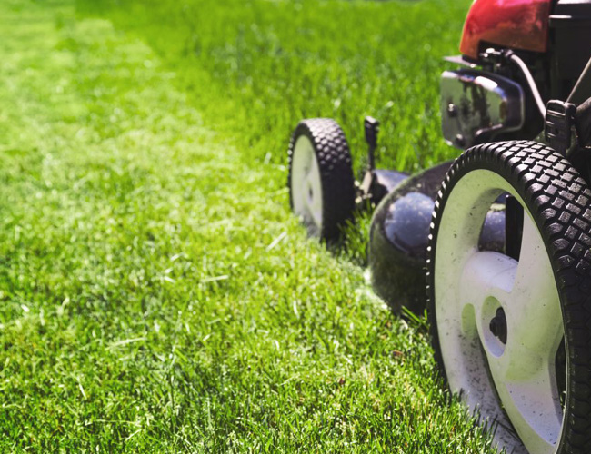Add Value to Garden with Lawn Mowing Services in Sutherland Shire
